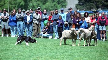 Sheep Dog Trials, 2000.jpg
