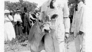 Student Body President Jack Roberts with cow, 1914.jpg