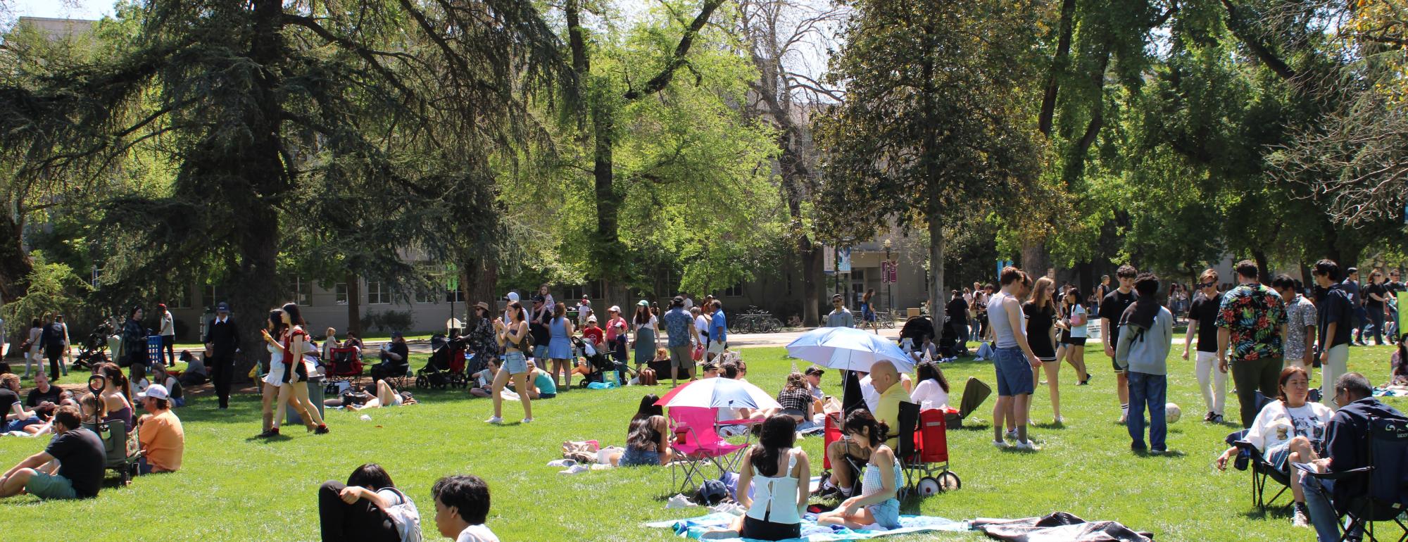 Crowds picnic and relax on a sunny park lawn under large trees