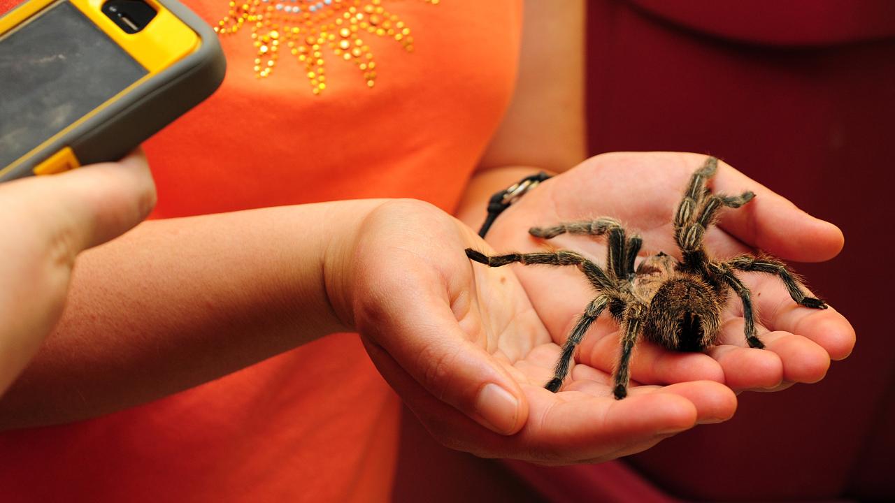 A person holding a spider