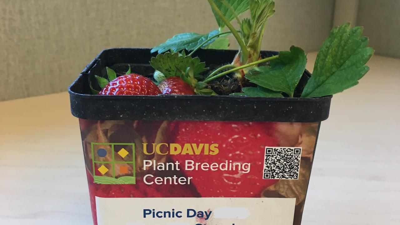 Strawberry Giveaway