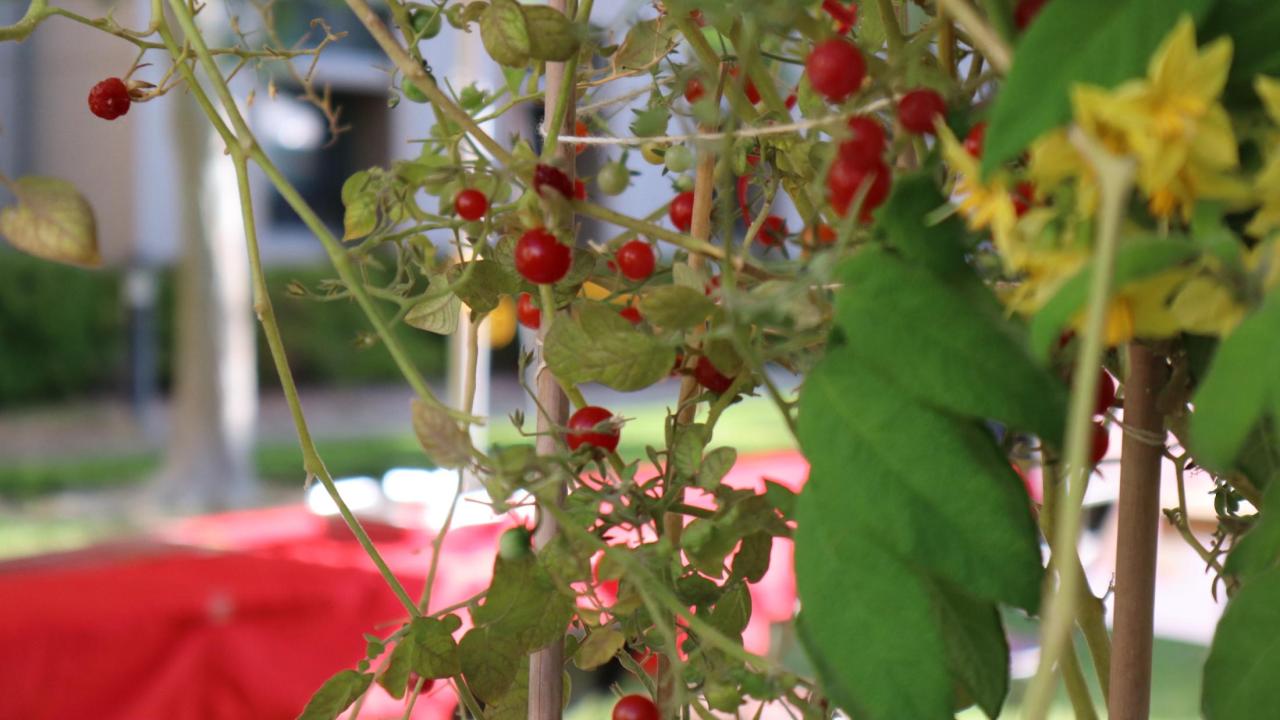 Tomato Giveaway