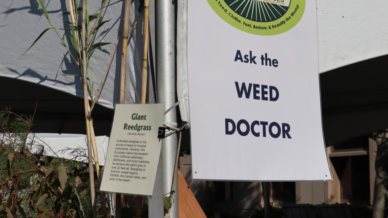 weed doctor